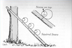Trapping for Food squirrel Snare