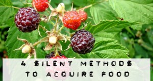 4 Silent Methods to Acquire Food
