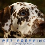 Pet Prepping
