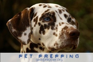 pet prepping