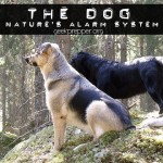 The Dog, Natures Alarm system.
