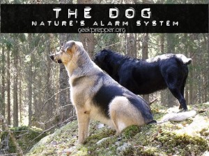 the dog natures alarm