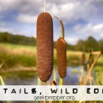 Cattails Wild Edibles