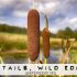 Cattails wild edible