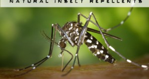 natural insect Repellents