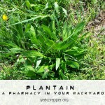 Plantain the Miracle Plant