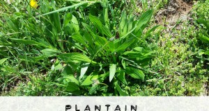 plaintain medical uses