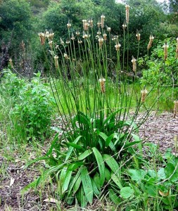 Plantago_lanceolata_03