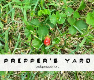 preppers yard