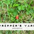 preppers yard